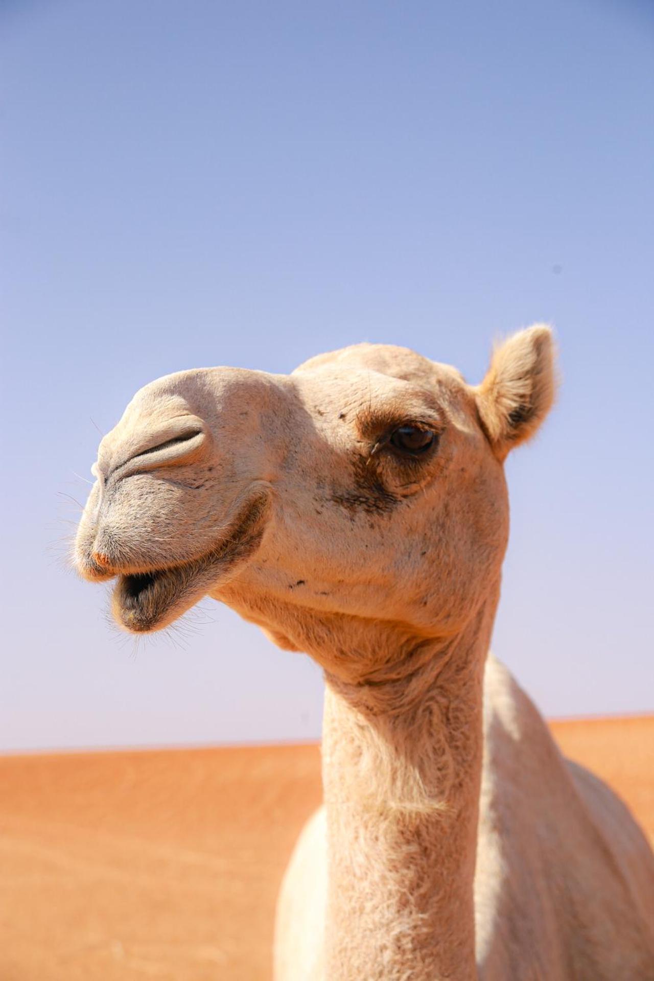 Wahiba Bedouin Rustic Camp Hotel Bidiya Bagian luar foto