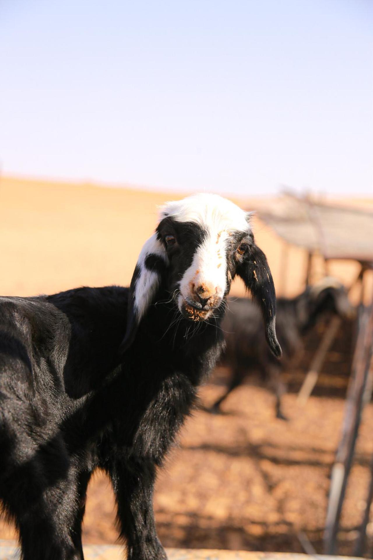 Wahiba Bedouin Rustic Camp Hotel Bidiya Bagian luar foto